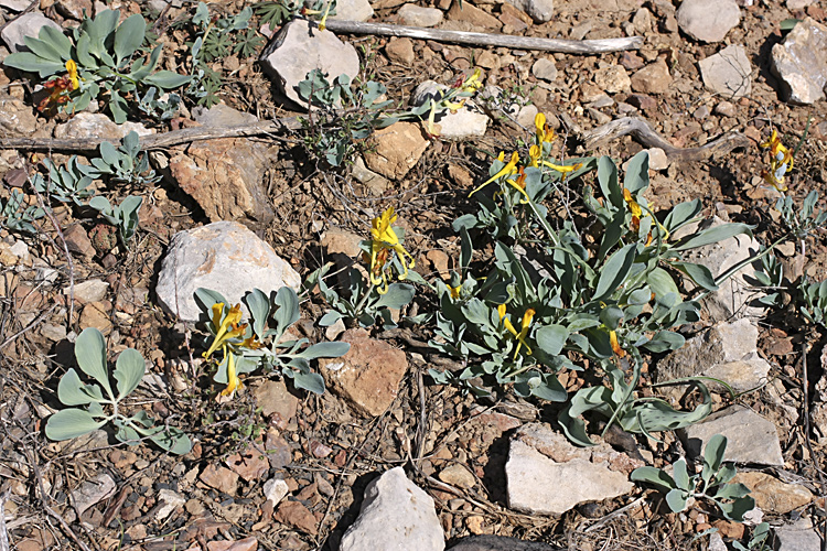 Image of Corydalis sewerzowii specimen.