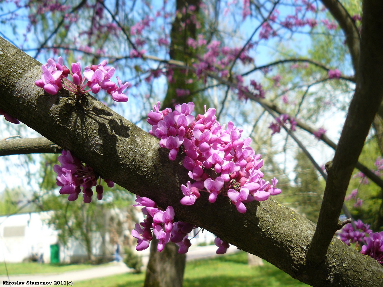 Изображение особи Cercis siliquastrum.