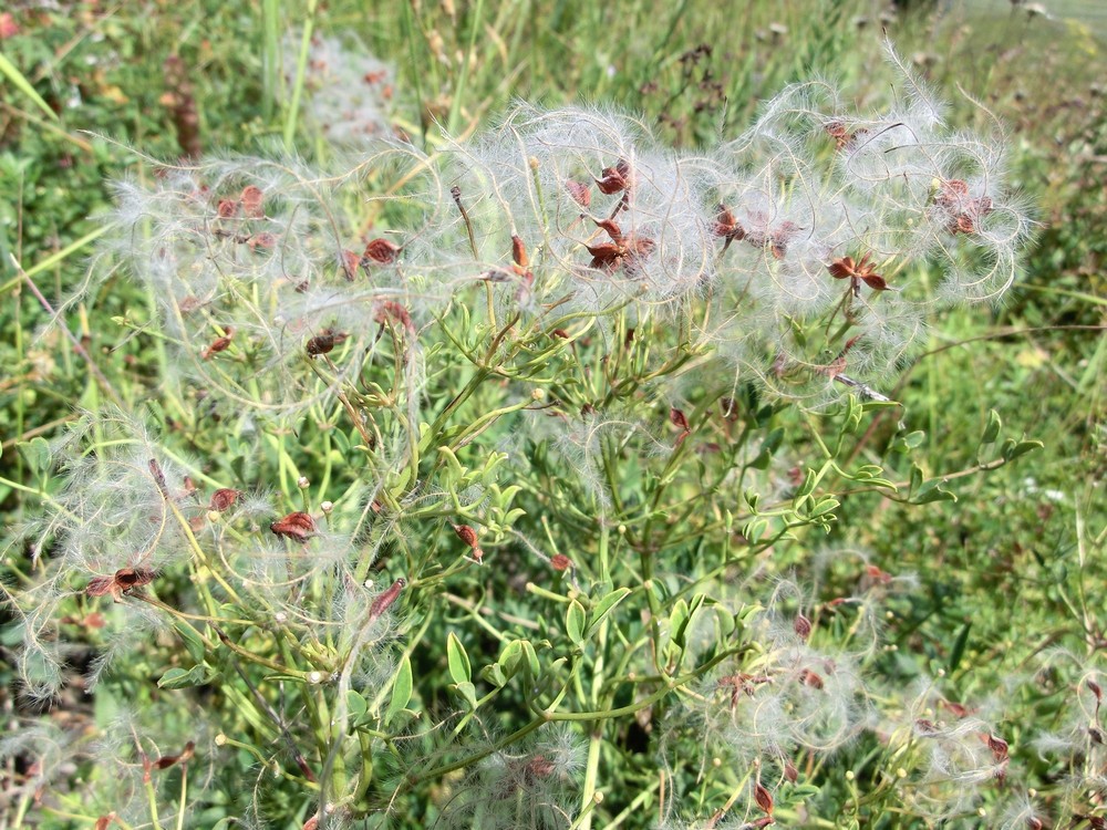 Изображение особи Clematis lathyrifolia.