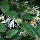 Loropetalum chinense. Ветвь с цветками и бутонами. Сочи, дендрарий. 16.03.2009.