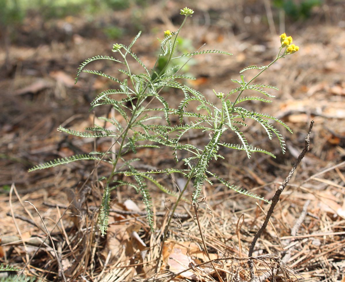 Изображение особи Achillea micrantha.