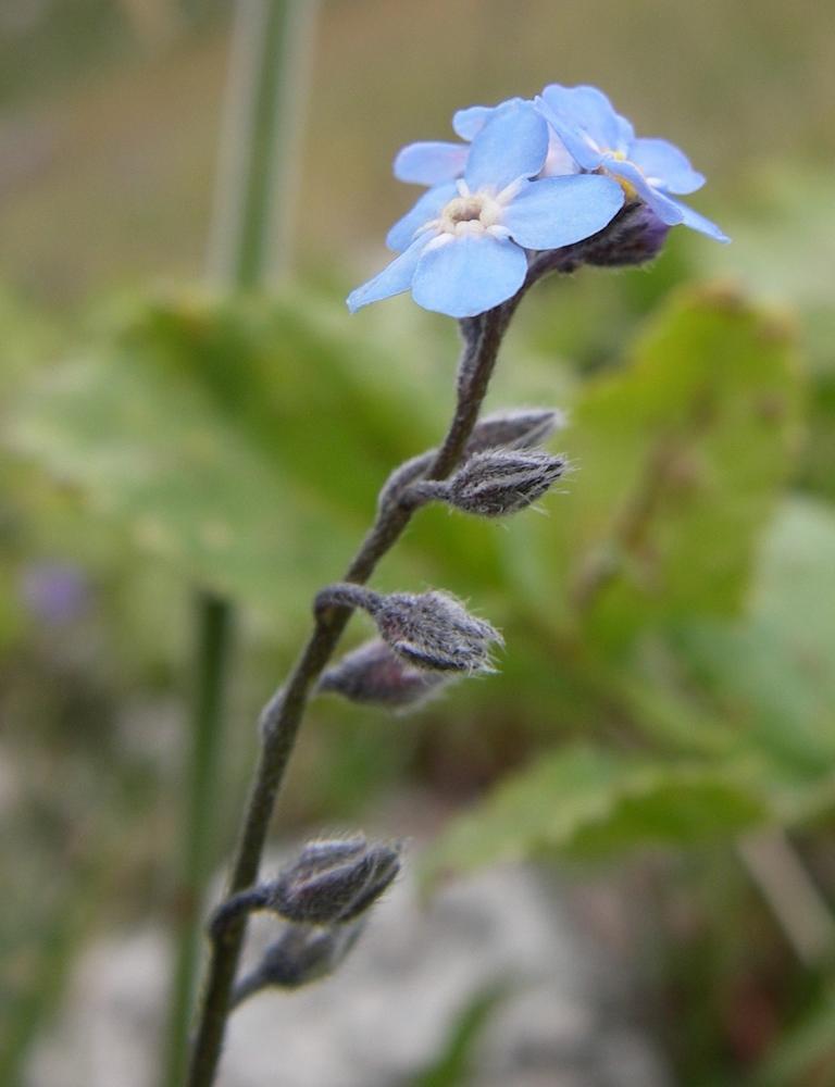 Изображение особи Myosotis asiatica.