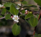 Cotoneaster tauricus