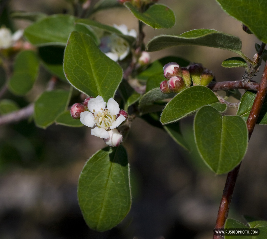 Image of Cotoneaster tauricus specimen.