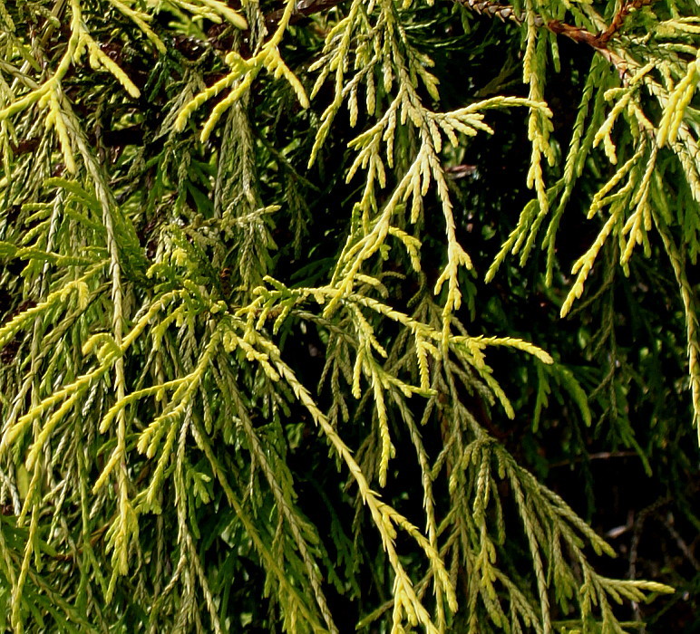 Image of Chamaecyparis pisifera specimen.
