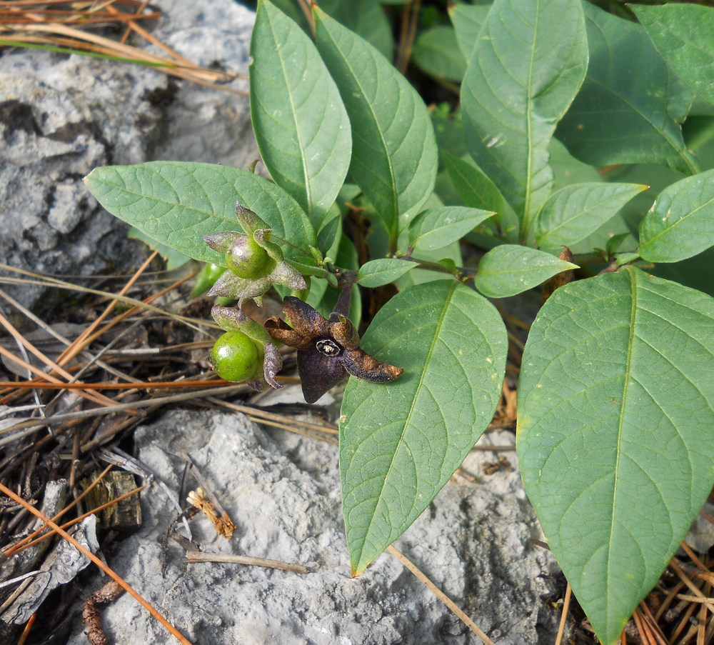 Image of Atropa bella-donna specimen.