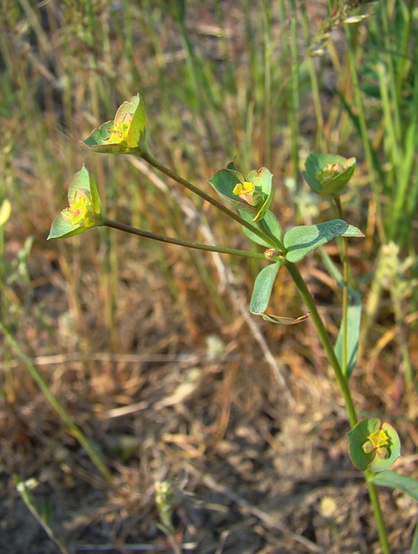 Image of Euphorbia leptocaula specimen.