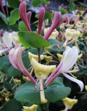 Lonicera caprifolium