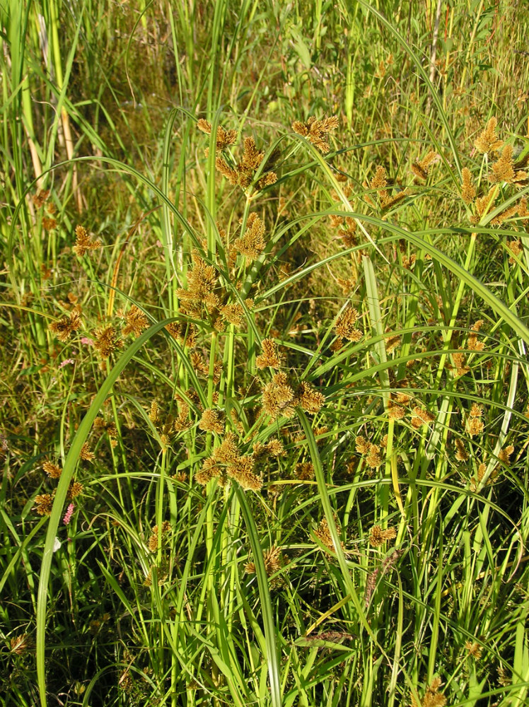 Image of Cyperus glomeratus specimen.