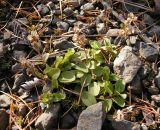 Veronica serpyllifolia