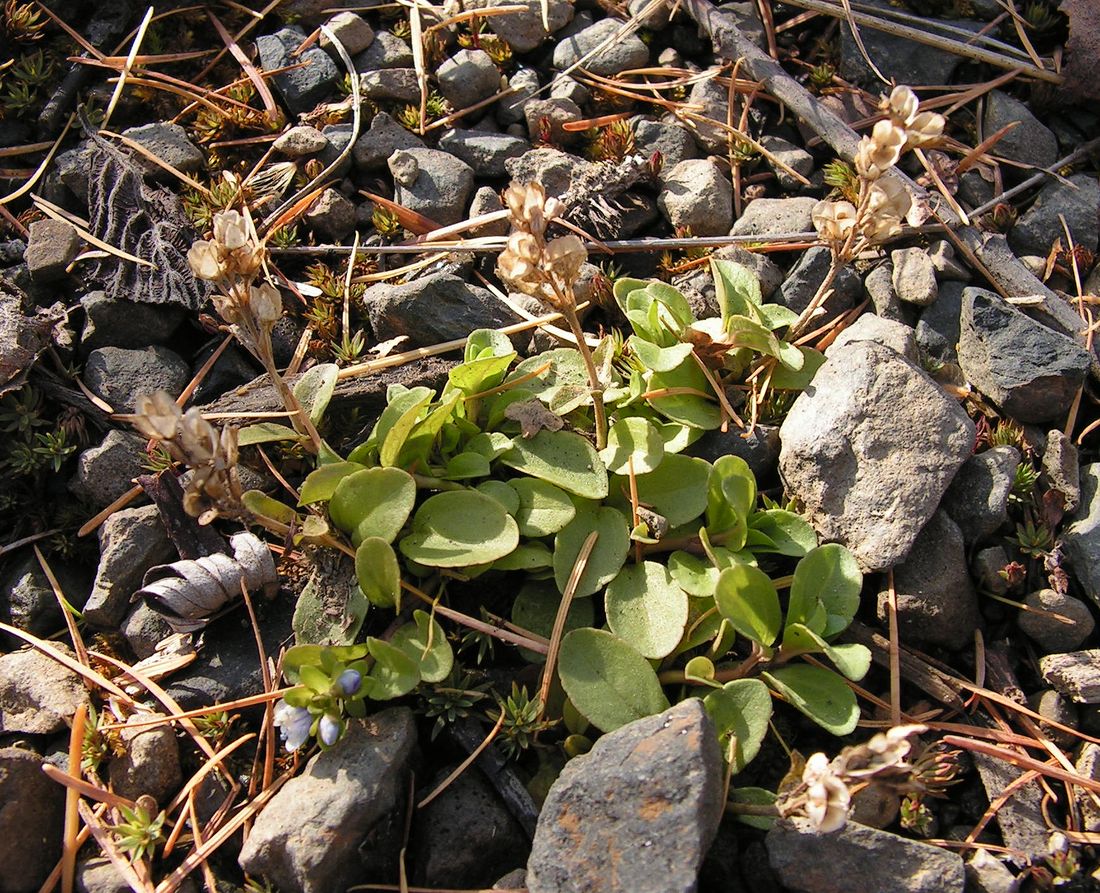 Image of Veronica serpyllifolia specimen.