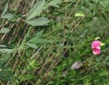 Lathyrus tuberosus. Соцветие. Ростовская обл., Куйбышевский р-н, окр. п. Лысогорка. 15.05.2012.