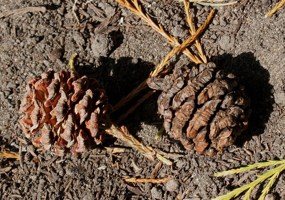 Image of Sequoiadendron giganteum specimen.