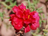 Portulaca grandiflora