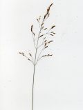 Agrostis canina. Верхушка плодоносящего растения. Курская обл., Железногорский р-н, ур. Кармановская дача, пос. Жарманово, исток р. Мицень. 22 июля 2007 г.