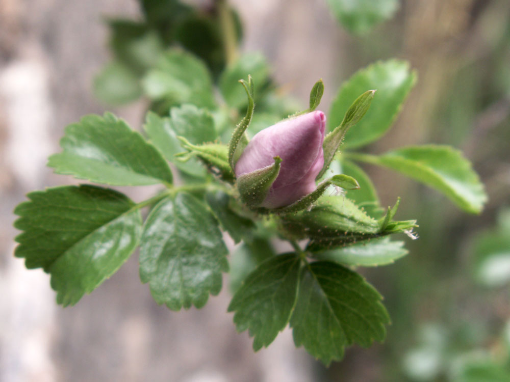 Image of Rosa webbiana specimen.