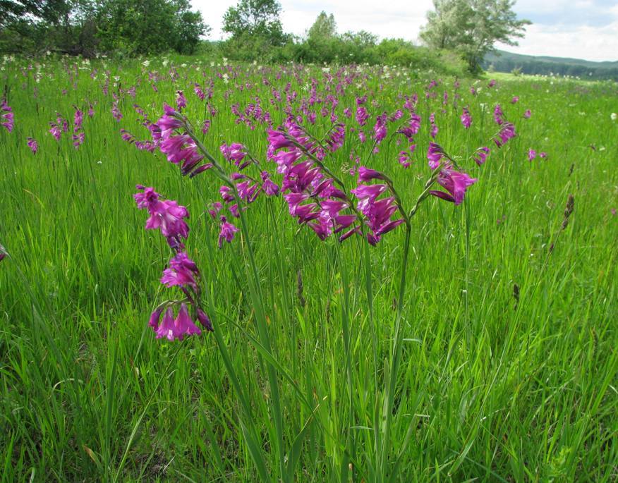 Image of Gladiolus tenuis specimen.