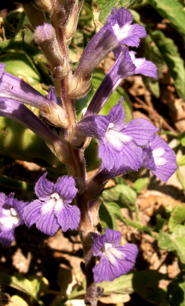 Изображение особи Phelipanche aegyptiaca.