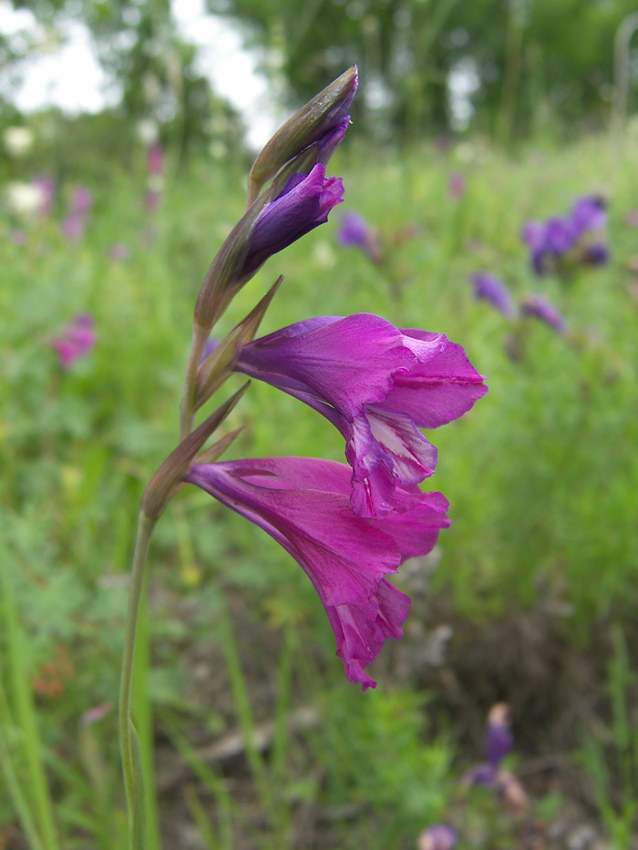 Image of Gladiolus tenuis specimen.