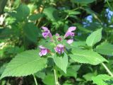 Galeopsis pubescens