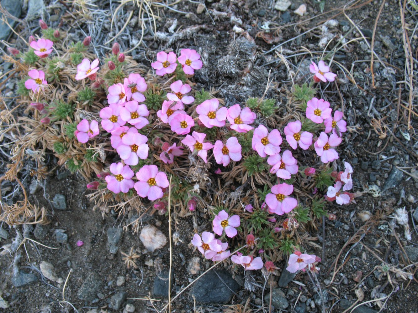 Image of Chamaerhodos altaica specimen.