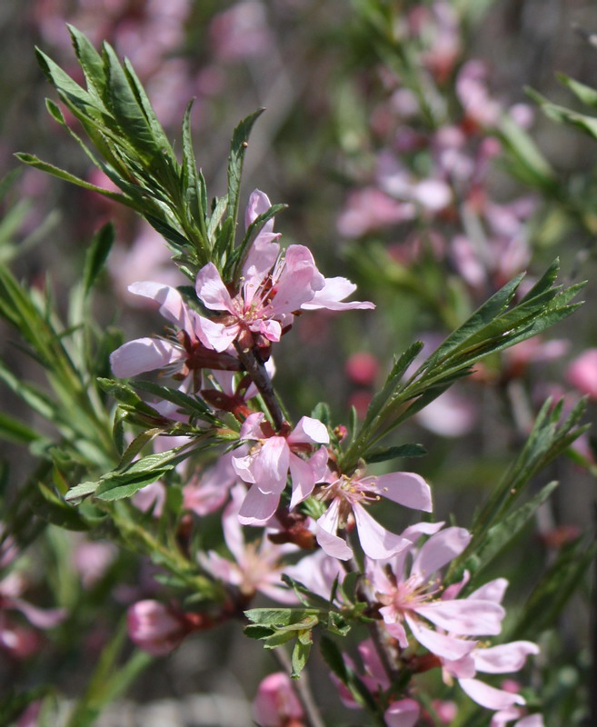 Изображение особи Amygdalus nana.