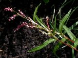 Persicaria minor