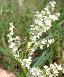 Aconogonon alpinum. Верхушка соцветия. Якутия (Саха), Мирнинский р-н, пос. Светлый. 22.06.2009.
