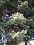 Abies nordmanniana. Средняя часть кроны. Ставропольский край, г. Кисловодск, Курортный парк средний. 28.03.2013.