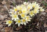 Pulsatilla orientali-sibirica