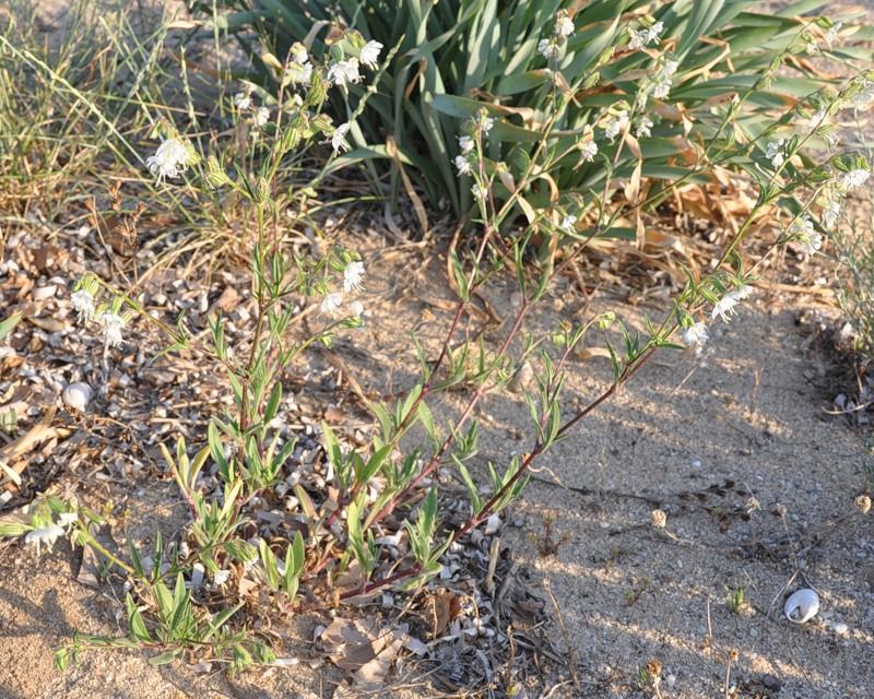 Изображение особи Silene dichotoma.