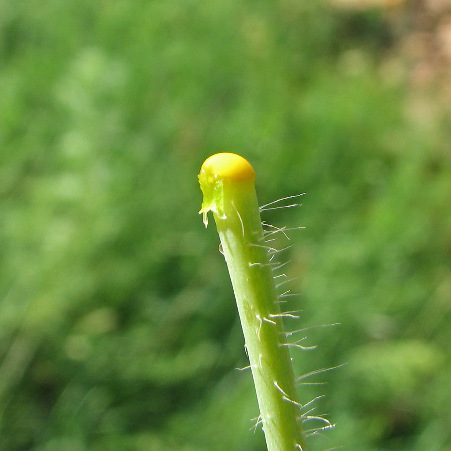 Изображение особи Papaver stevenianum.