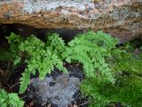 Woodsia alpina