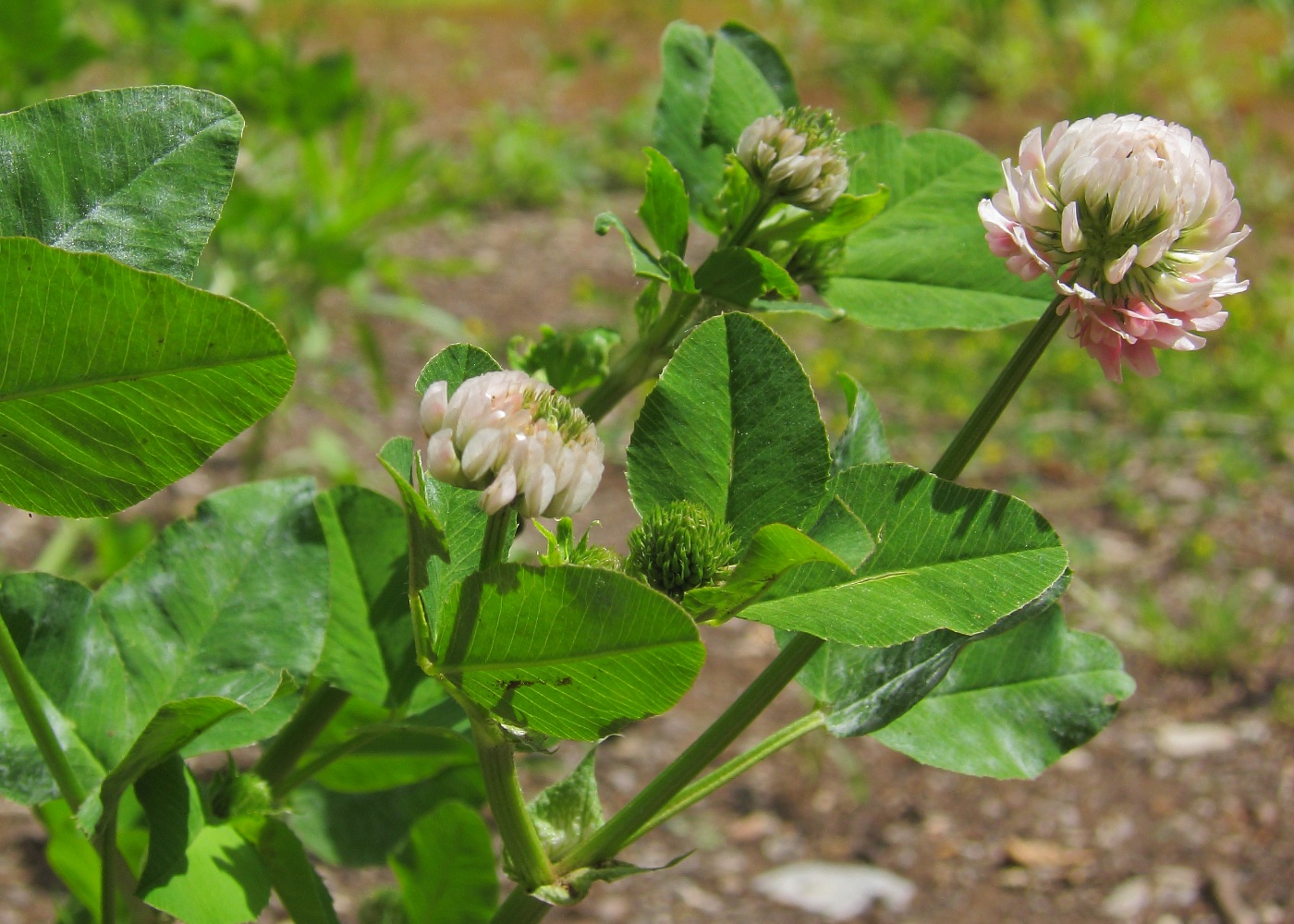 Image of Trifolium hybridum specimen.