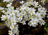 Saxifraga cotyledon