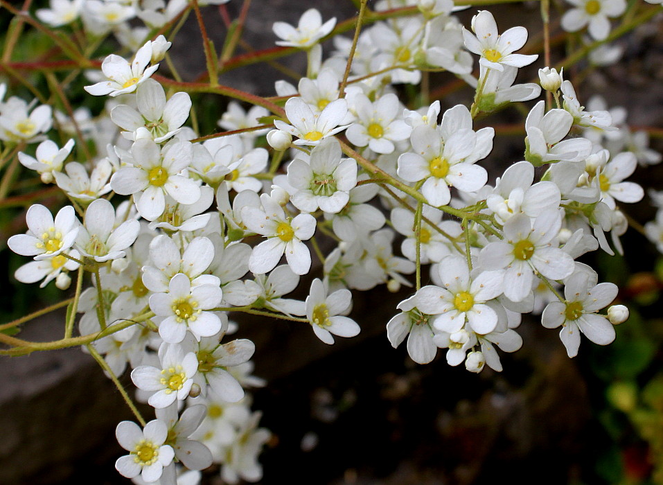 Image of Saxifraga cotyledon specimen.