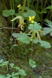 Viola biflora. Цветущее растение. Сахалин, г. Южно-Сахалинск, Весточка, берег реки Комиссаровка. 22.06.2013.