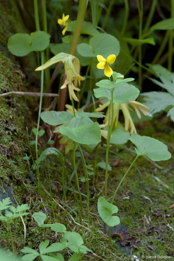 Image of Viola biflora specimen.