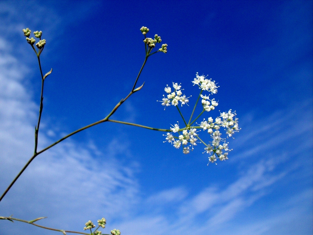 Image of Pimpinella tragium specimen.
