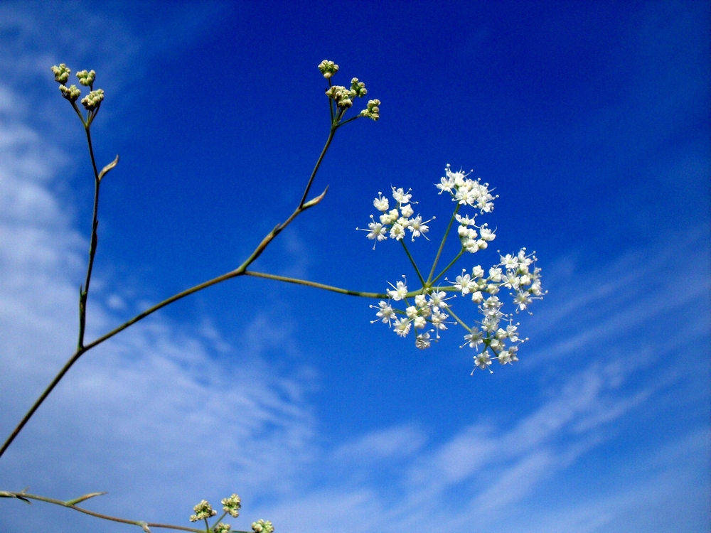 Изображение особи Pimpinella tragium.