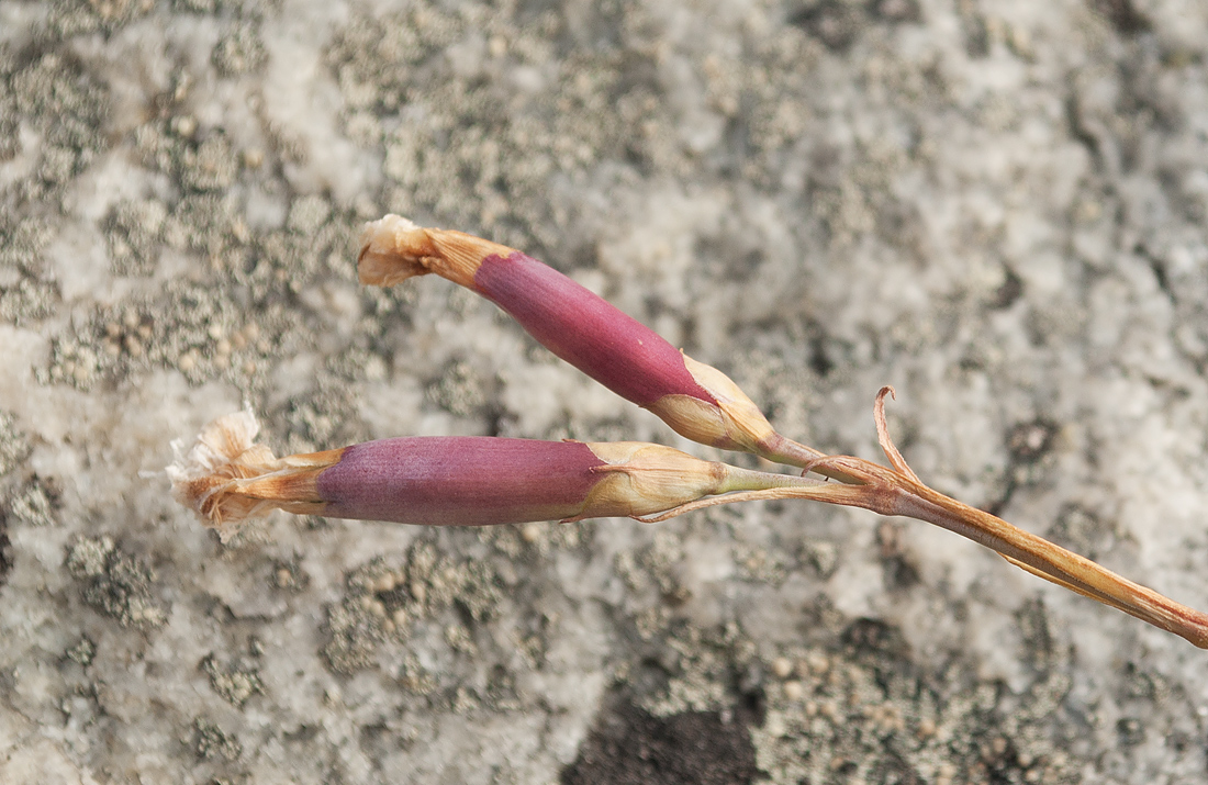 Image of Dianthus superbus specimen.