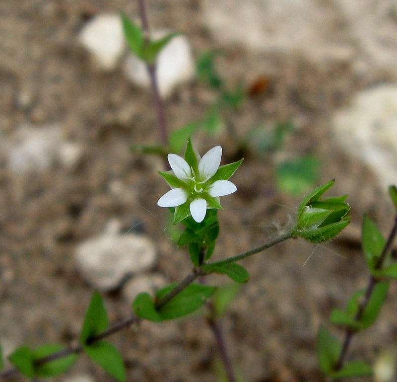 Изображение особи Arenaria uralensis.