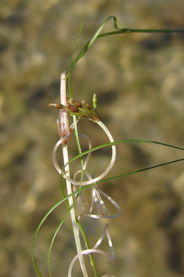 Image of Ruppia spiralis specimen.