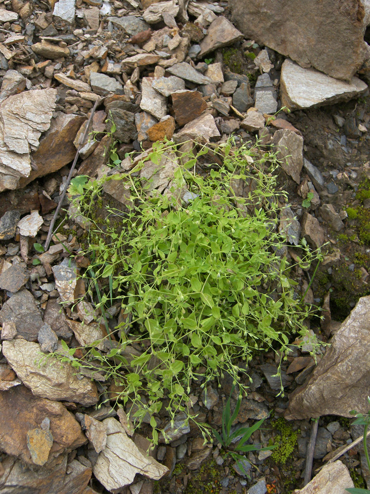 Image of Moehringia trinervia specimen.