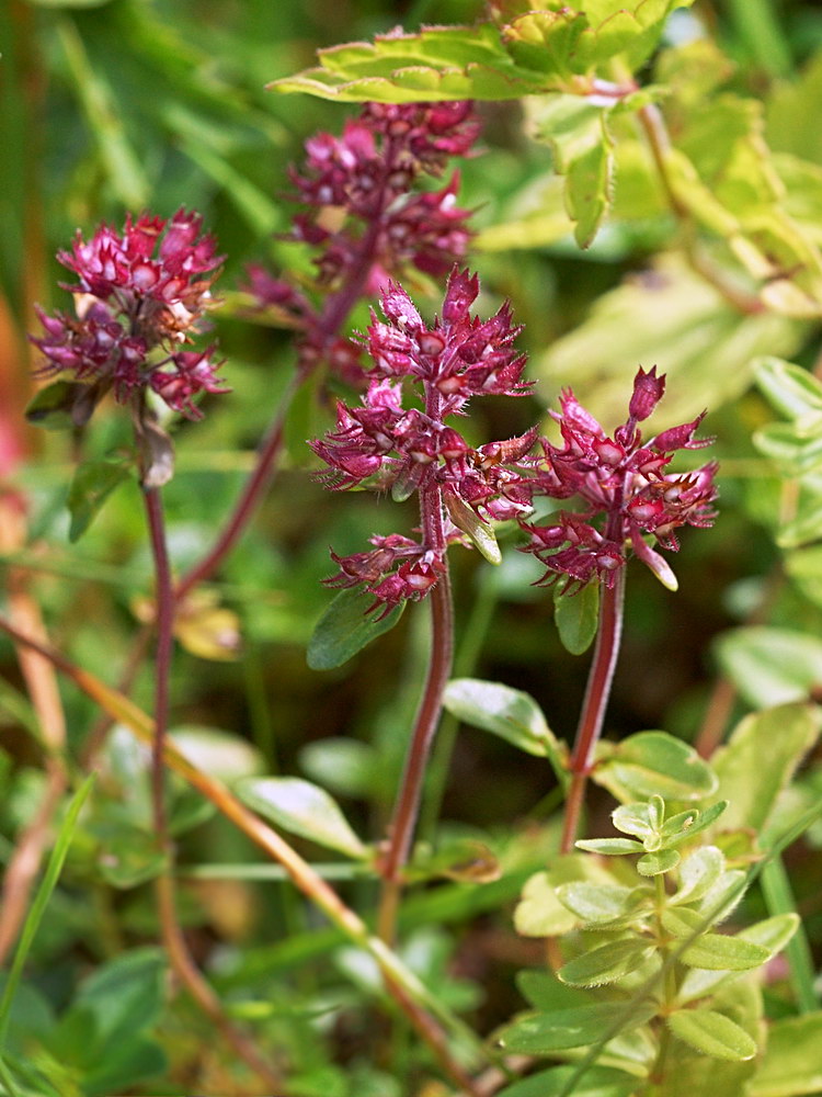 Изображение особи род Thymus.