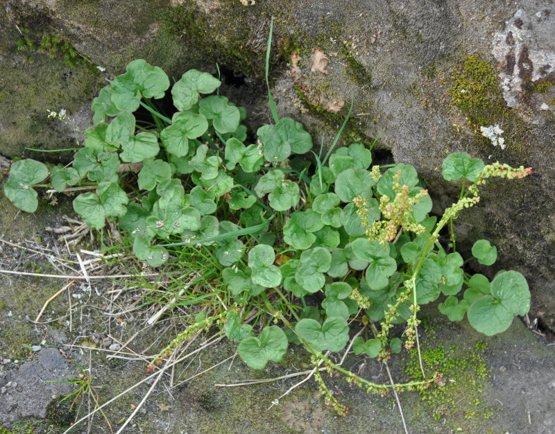 Image of Oxyria digyna specimen.