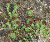 Rhodiola integrifolia
