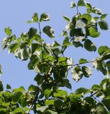 Cornus officinalis