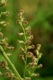 Artemisia selengensis