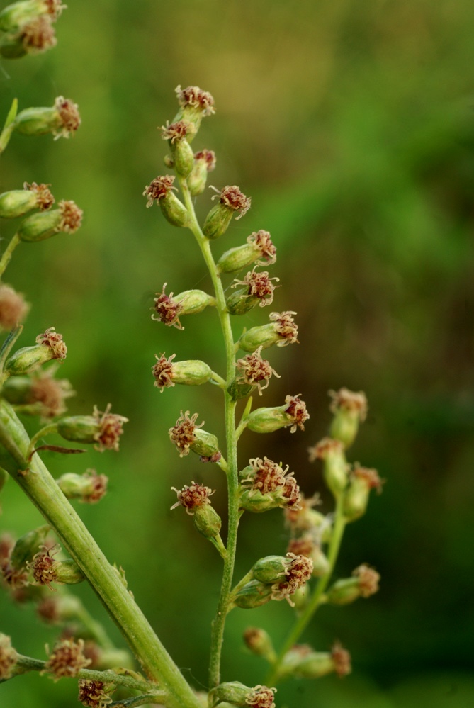 Image of Artemisia selengensis specimen.